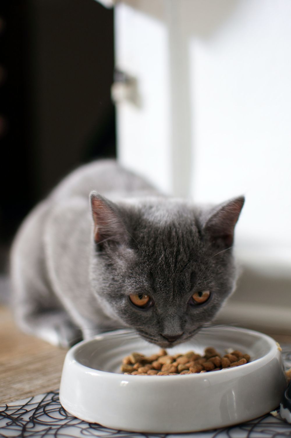cat eating food from a bowl
