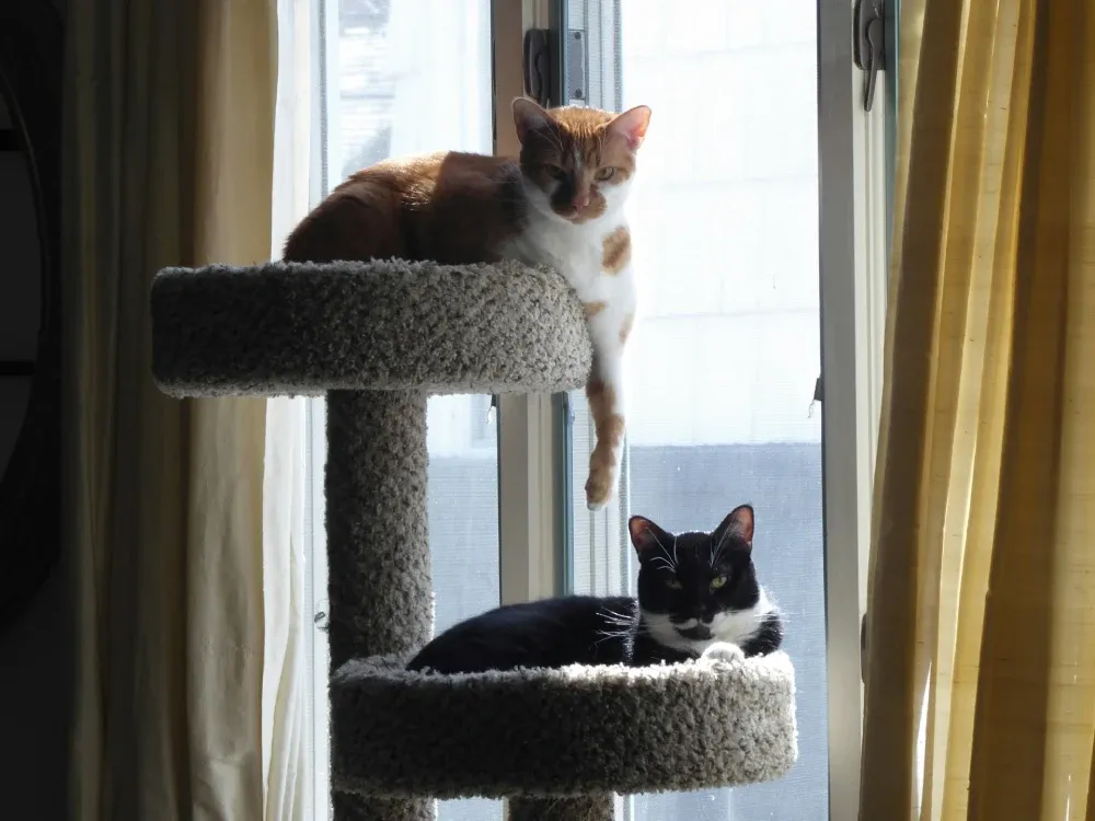 barkitecture includes cat towers
