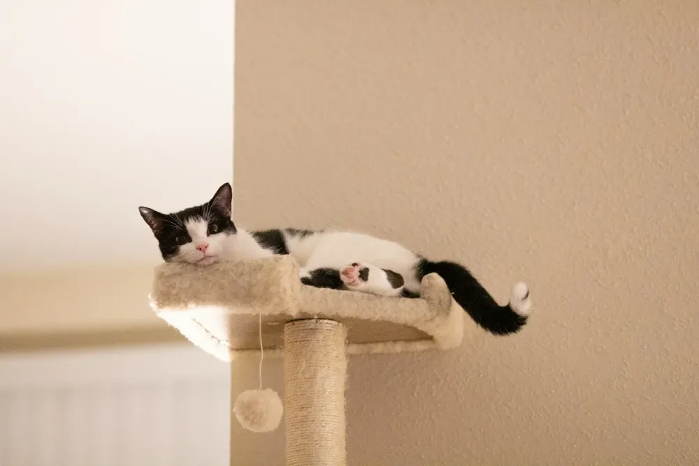 elevate cat sleeping stations
